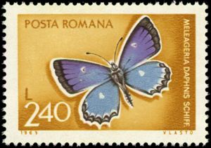 Meleager's Blue (Meleageria daphnis)