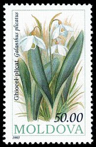 Snowdrop (Galanthus plicatus)