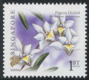 Pigeon Orchid (Dendrobium crumenatum) Imprint 2009A