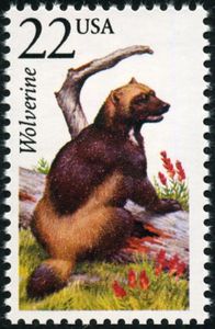 Wolverine (Gulo gulo)