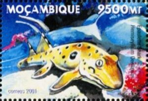 Hemiscyllium ocellatum - Epauelle shark