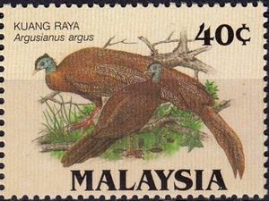 Great Argus Pheasant (Argusianus argus)