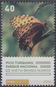 Pico Turquino (Anetia briarea numidia)