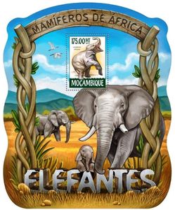 Elephants Loxodonta africana