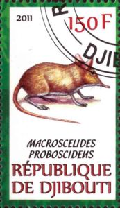 Karoo Round-eared Sengi (Macroscelides proboscideus)