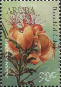 Boonchi di Cabay (Erythrina velutina)