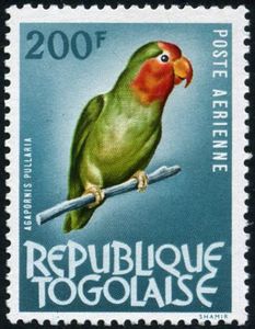 Red-headed Lovebird (Agapornis pullaria)