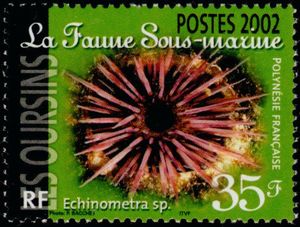 Sea Urchin (Echinometra sp.)