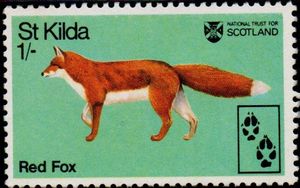 Red Fox