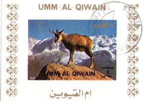 Alpine Chamois (Rupicapra rupicapra)