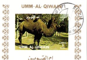 Bactrian Camel (Camelus bactrianus)