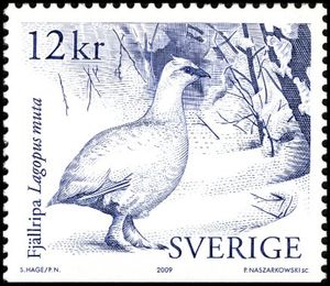 Rock Ptarmigan (Lagopus muta)