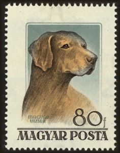 Magyar Vizsla (Canis lupus familiaris)