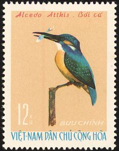 Common Kingfisher (Alcedo atthis)