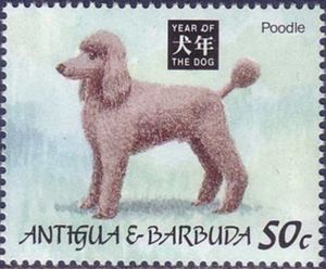 Poodle
