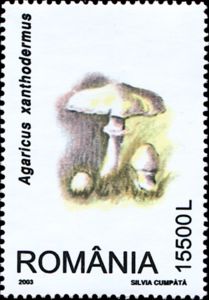 Yellow-stainer (Agaricus xanthodermus)