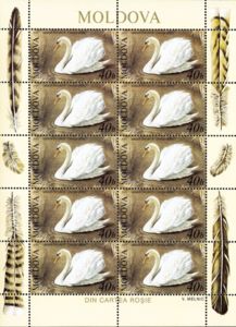 Mute Swan (Cygnus olor)