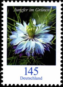 Love-in-a-mist (Nigella damascena)