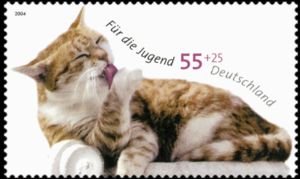 Domestic Cat: Preening