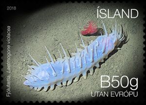 Sea Cucumber (Laetmogone violacea)