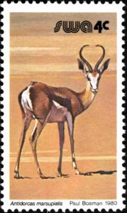 Springbok (Antidorcas marsupialis)