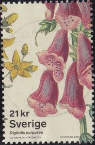 Purple Foxglove (Digitalis purpurea)