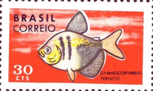 Black Tetra (Gymnocorymbus ternetzi)