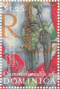 Blue-headed Hummingbird (Cyanophaia bicolor)