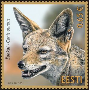 Golden Jackal (Canis aureus)