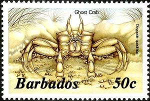 Atlantic Ghost Crab (Ocypode quadrata