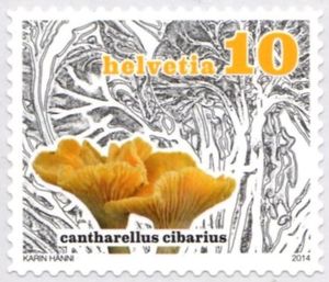 Cantharellus cibarius