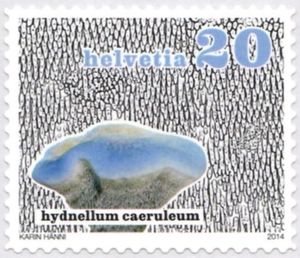 Hydnellum caeruleum