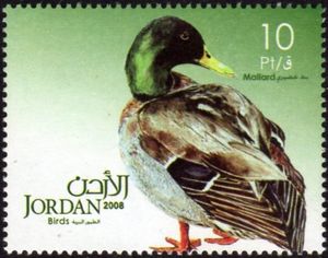 Mallard (Anas platyrhynchos)