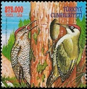 Green Woodpecker (Picus viridis)