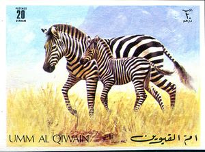 Plains Zebra (Equus quagga)