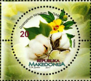 Upland Cotton (Gossypium hirsutum)