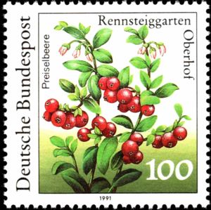 Cranberry (Vaccinium vitis-idaea)