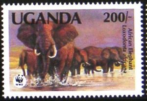African Elephant (Loxodonta africana)