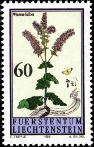 Salvia pratensis