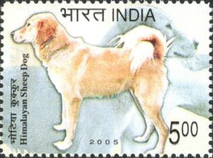 Himalayan Sheep Dog (Canis lupus familiaris)