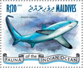 Common Thresher (Alopias vulpinus)