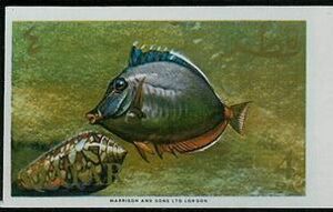 Orangespine Unicornfish (Naso lituratus)