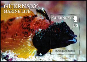 Black-faced Blenny (Tripterygion delaisi)