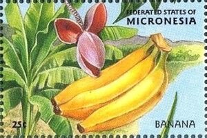 Banana (Muca sp.)