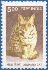 Leopard Cat (Prionailurus bengalensis)