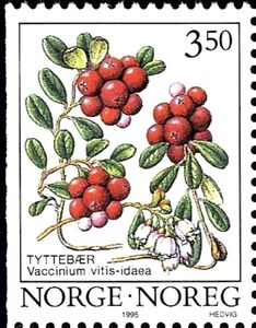 Cowberry (Vaccinium vitis-idaea)
