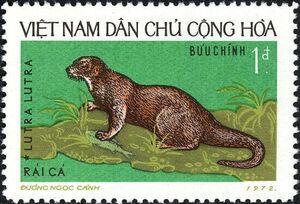Eurasian Otter (Lutra lutra)