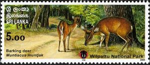 Barking Deer (Muntiacus muntjak)