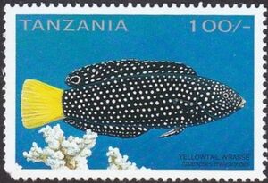 Yellowtail Wrasse (Anampses meleaqrides)