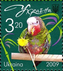 Cuban Amazon (Amazona leucocephala)